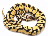 Load image into Gallery viewer, 2021 Female Pastel Spotnose Enchi