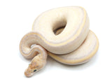 Load image into Gallery viewer, 2021 Female Phantom Leopard Freeway Ball Python