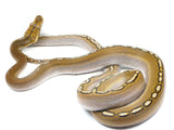 Load image into Gallery viewer, 2021 Female Phantom Motley Het. Albino Reticulated Python