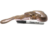Load image into Gallery viewer, 2021 Female Piebald Possible Tiger Reticulated Python