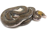 Load image into Gallery viewer, 2021 Female Piebald Reticulated Python