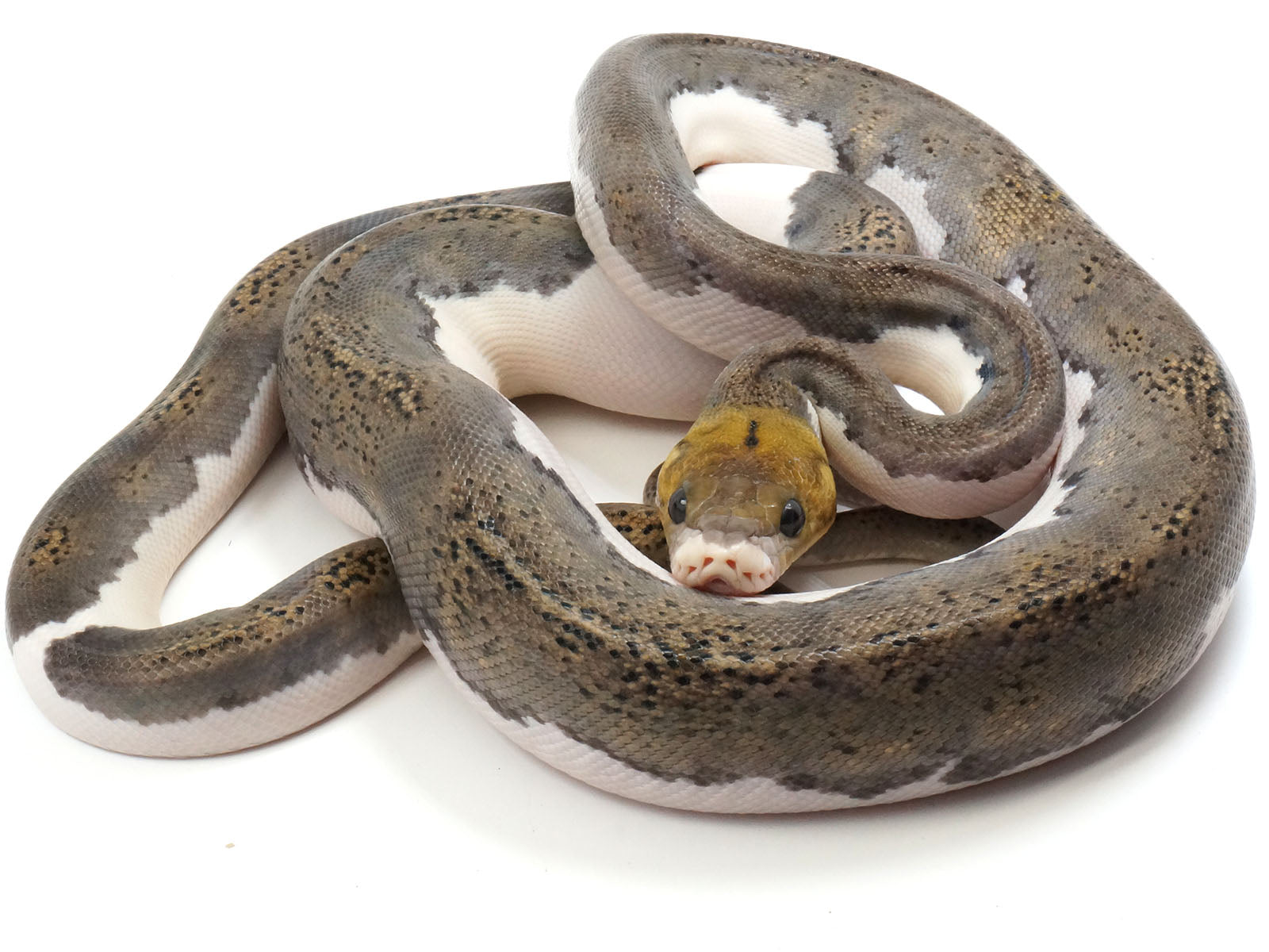 Female Reticulated Python Have Claws Piebald Reticulated Python at Felix Lesperance blog