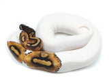 Load image into Gallery viewer, 2021 Female Pied Ball Python