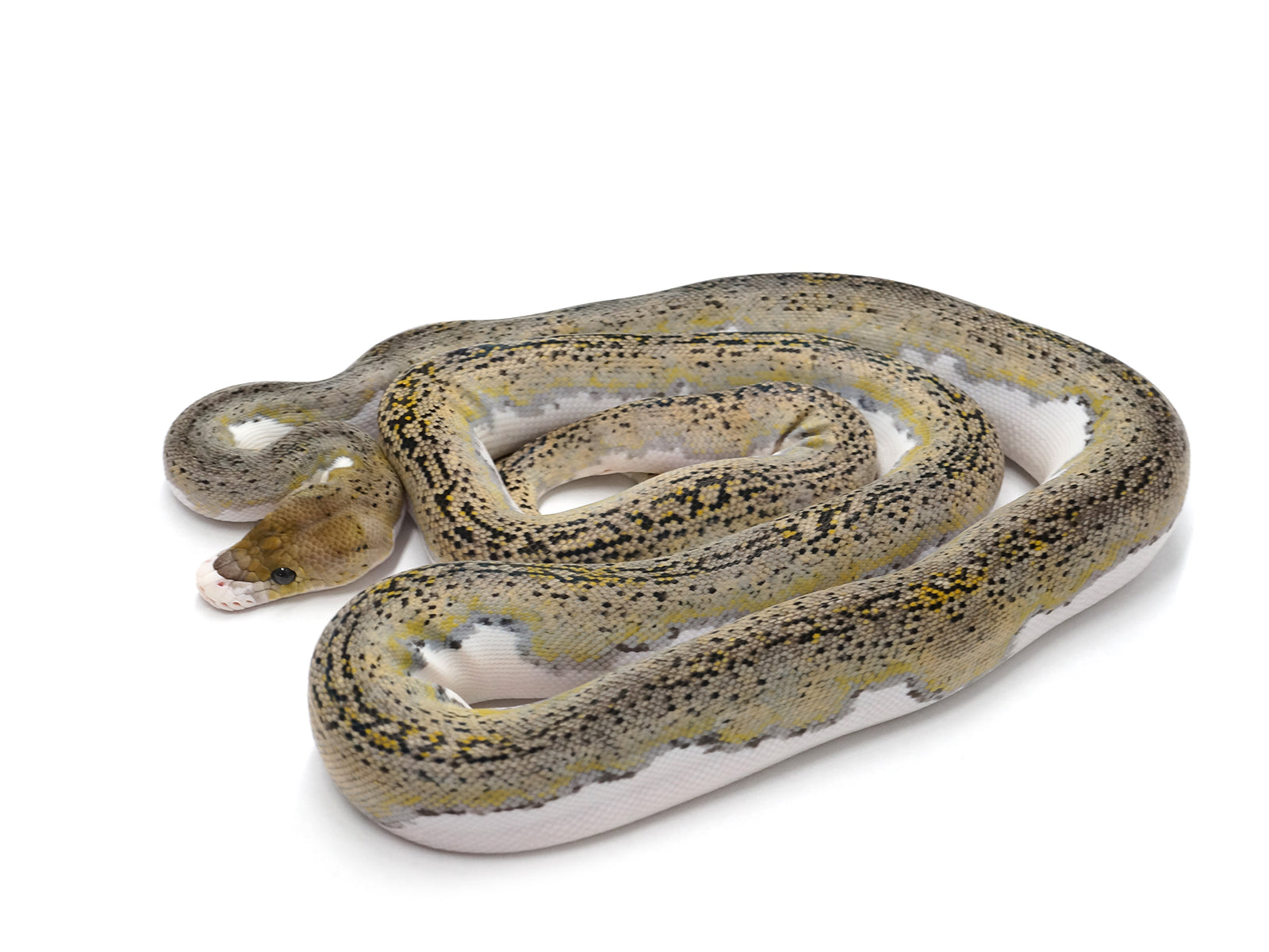 Tiger Reticulated Python