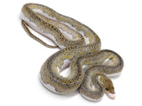 Load image into Gallery viewer, 2021 Female Pied Possible Tiger Reticulated Python