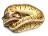 Load image into Gallery viewer, 2021 Female Pinferno Ball Python