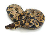Load image into Gallery viewer, 2021 Female Possible Yellowbelly or Asphalt Ball Python 