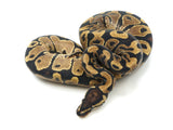 Load image into Gallery viewer, 2021 Female Possible Yellowbelly or Asphalt Ball Python 
