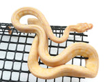 Load image into Gallery viewer, 2021 Female Pure Albino Darwin Carpet Python