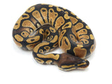 Load image into Gallery viewer, 2021 Female Special Ball Python (Tom Baker Line)