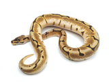 Load image into Gallery viewer, 2021 Female Spider Bald Enchi Ball Python