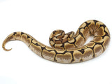 Load image into Gallery viewer, 2021 Female Spider Bald Yellowbelly Fader Possible Lucifer Ball Python
