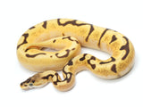 Load image into Gallery viewer, 2021 Female Spider YellowbellySpector Enchi Bald From Orion Ball Python