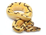 Load image into Gallery viewer, 2021 Female Spider YellowbellySpector Enchi Bald From Orion Ball Python