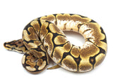 Load image into Gallery viewer, 2021 Female Spider Yellowbelly + Ball Python
