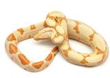 Load image into Gallery viewer, 2021 Female Sunglow Possible Jungle Boa Constrictor