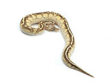 Load image into Gallery viewer, 2021 Female Super Pastel Bald Lucifer Ball Python