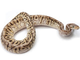 Load image into Gallery viewer, 2021 Female Super Pastel Crypton Hidden Gene Woma Possible Yellowbelly Possible Het Pied Ball Python