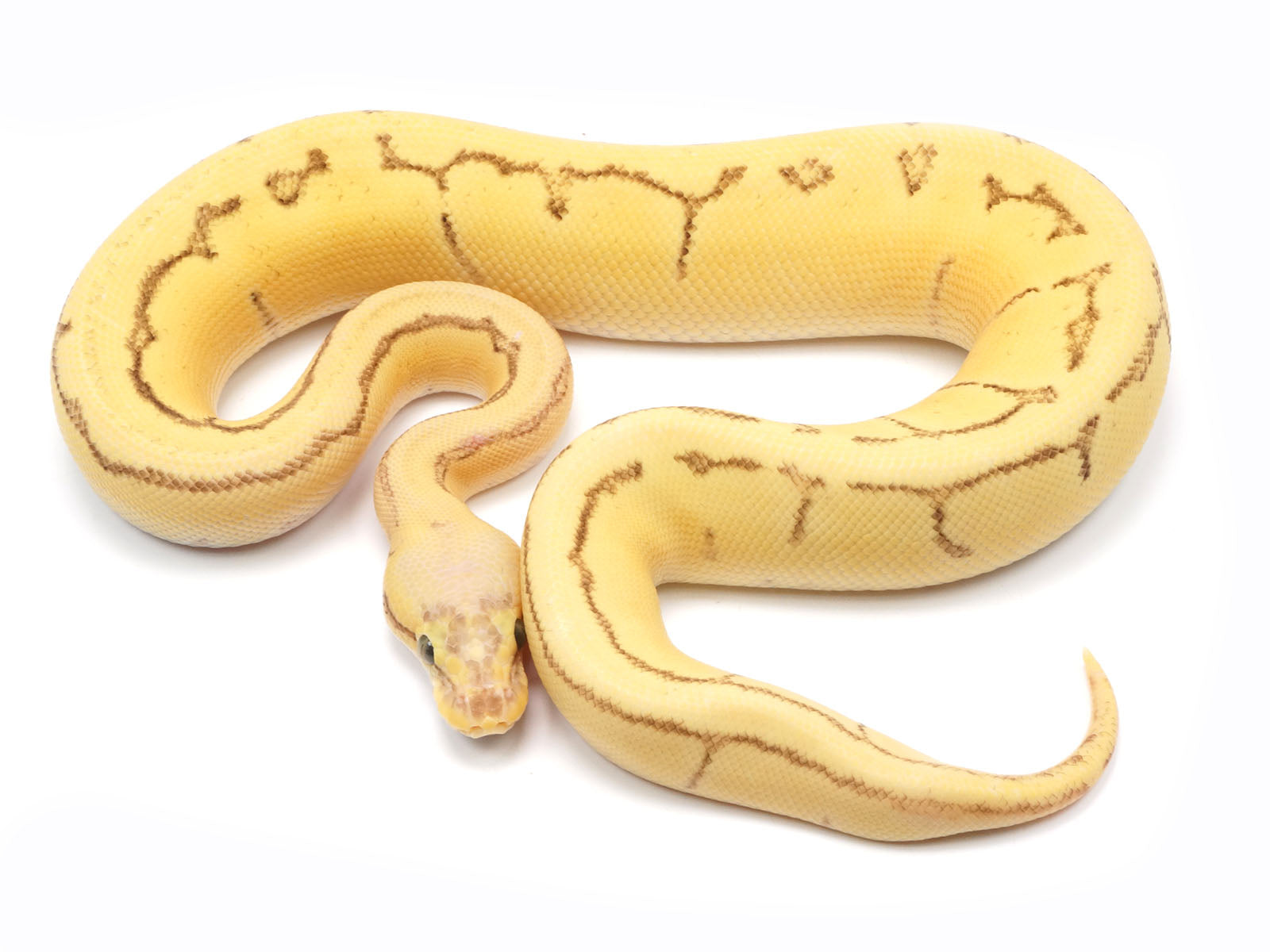 Python Sterling Stapler Sterling Pastel Ball Python