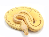 Load image into Gallery viewer, 2021 Female Super Pastel Pinstripe Enchi Lucifer Bald Fader Ball Python