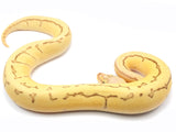 Load image into Gallery viewer, 2021 Female Super Pastel Pinstripe Enchi Lucifer Bald Fader Ball Python