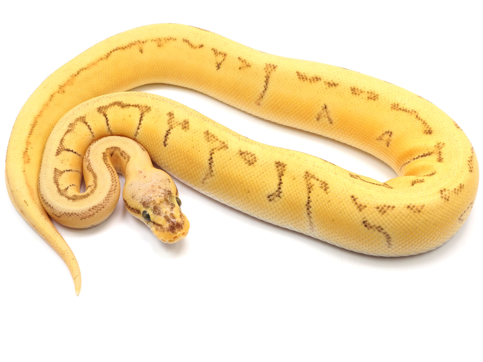 Lesser Pastel Ball Python