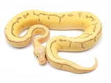 Load image into Gallery viewer, 2021 Female Super Pastel Pinstripe Enchi Lucifer Bald Fader Ball Python