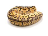 Load image into Gallery viewer, 2021 Female Super Pastel Spector + Ball Python