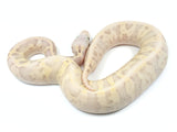 Load image into Gallery viewer, 2021 Female Super Pastel Super Fader Lucifer Enchi Odium Ball Python