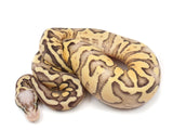 Load image into Gallery viewer, 2021 Female Super Pastel Yellowbelly Super Fader Ball Python