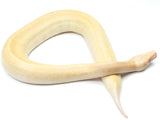 Load image into Gallery viewer, 2021 Female T- Ivory Blood Python