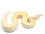 Load image into Gallery viewer, 2021 Female T- Ivory Blood Python