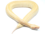 Load image into Gallery viewer, 2021 Female T- Ivory Blood Python