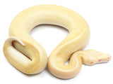 Load image into Gallery viewer, 2021 Female T- Ivory Blood Python