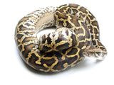 Load image into Gallery viewer, 2021 Female Wild Type Burmese Python