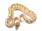 Load image into Gallery viewer, 2021 Hidden Gene Woma Enchi Lucifer Odium Fader Ball Python
