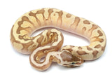 Load image into Gallery viewer, 2021 Hidden Gene Woma Enchi Lucifer Odium Fader Ball Python