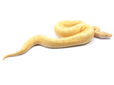 Load image into Gallery viewer, 2021 Male Albino Spider Enchi Ball Python