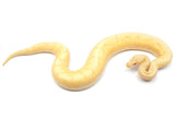 Load image into Gallery viewer, 2021 Male Albino Spider Enchi Ball Python