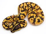 Load image into Gallery viewer, 2021 Male Bald Pastel Enchi Fader Ball Python