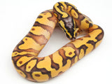 Load image into Gallery viewer, 2021 Male Bald Pastel Enchi YellowBelly Fader Ball Python - FLAMES!