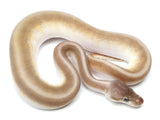 Load image into Gallery viewer, 2021 Male Beast Insanity Ball Python (Hidden Gene Woma, Mojave Yellowbelly, Fader, Leopard, Odium +)