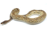 Load image into Gallery viewer, 2021 Male Blackhead Butter Het. Ghost Het. Hypo Ball Python