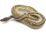 Load image into Gallery viewer, 2021 Male Blackhead Butter Het. Ghost Het. Hypo Ball Python