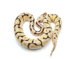 Load image into Gallery viewer, 2021 Male Bumble Bee Enchi EMG Ball Python