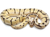 Load image into Gallery viewer, 2021 Male Bumble Bee Enchi EMG Ball Python
