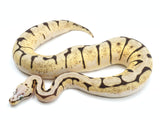 Load image into Gallery viewer, 2021 Male Bumble Bee Enchi Microscale Het Clown Ball Python