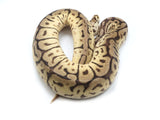 Load image into Gallery viewer, 2021 Male Bumble Bee Leopard Yellowbelly/Asphalt Ball Python