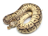 Load image into Gallery viewer, 2021 Male Bumble Bee Leopard Yellowbelly/Asphalt Ball Python