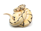 Load image into Gallery viewer, 2021 Male Bumble Bee Lucifer Bald + Ball Python 